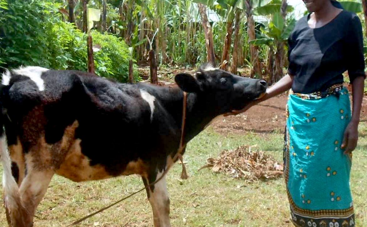 Mary Nduta with a cow copy