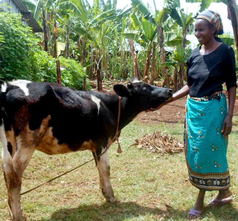 Mary Nduta with a cow copy